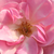 Rózsaszín - Virágágyi floribunda rózsa - Mevrouw Nathalie Nypels